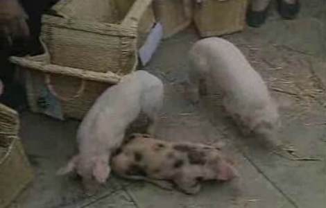 Manifestação silenciosa de suinicultores