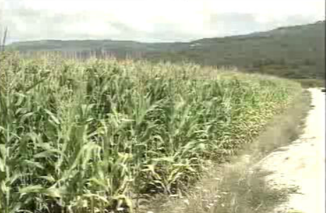 Regulamentação de alimentos transgénicos