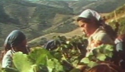 Produção e Comercialização de Vinho em Portugal – Parte II