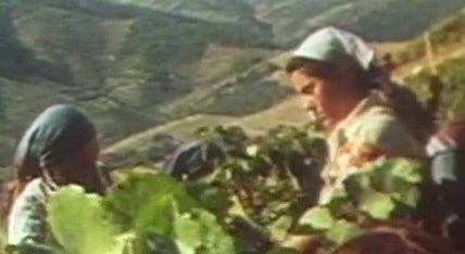 Produção e Comercialização de Vinho em Portugal – Parte II