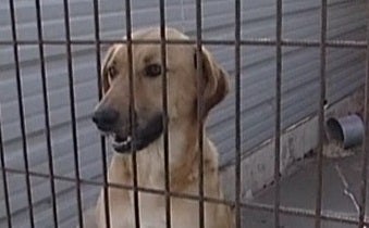 Maltratamos os Animais? – Parte I