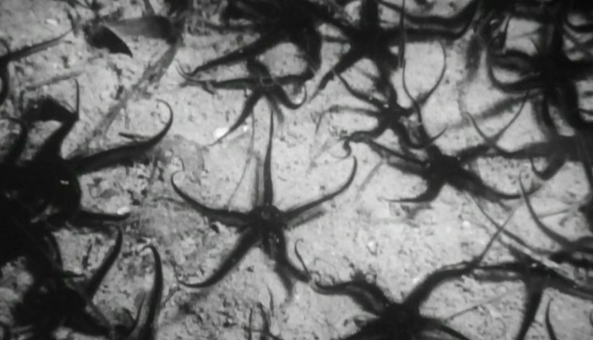 Oceanografia Biológica