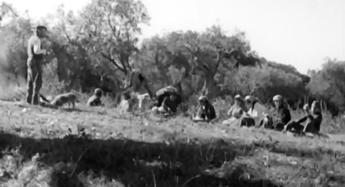 Apanha da Azeitona – Parte II