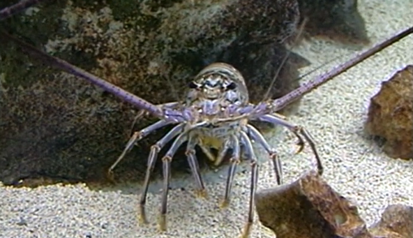 Levados da Breca – Parte I