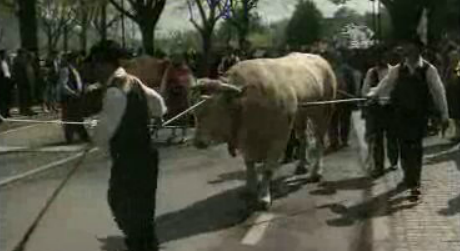 Desfile de bois no Minho