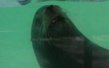 Melhoramentos no Jardim Zoológico