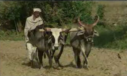 RTP prepara serie documental “Mar das Índias”