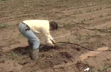 Produção de tomate em perigo
