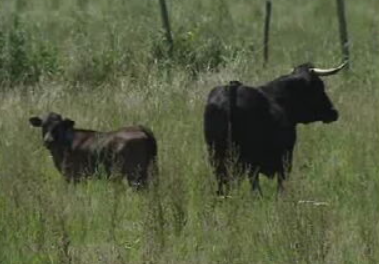 Exportação de touros de lide