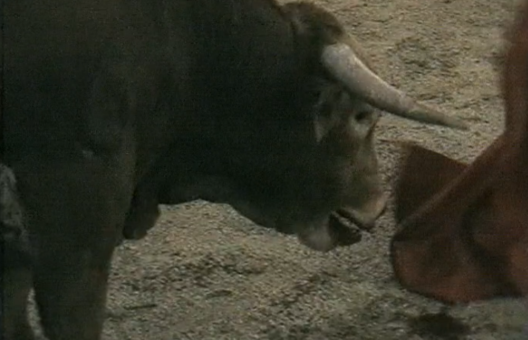 Multas para Touros de Morte em Barrancos