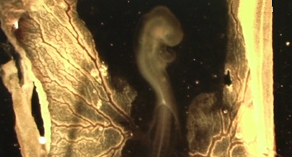 O Relógio Biológico