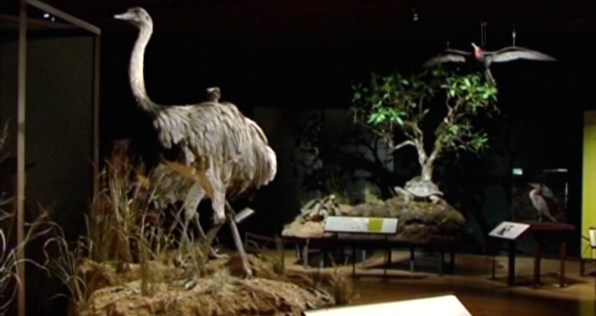 Evolução, História e Argumentos