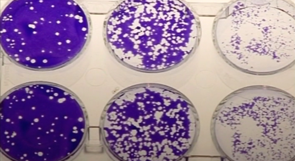 Doenças Transmitidas por Animais