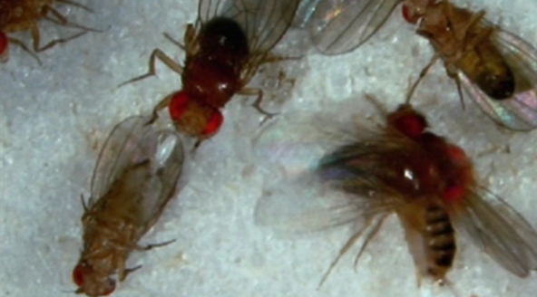 Erros na Divisão Celular