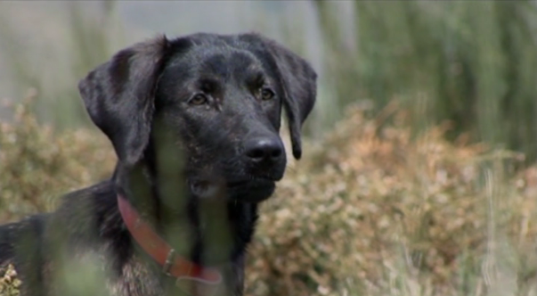 Lobos Protegidos por Cães