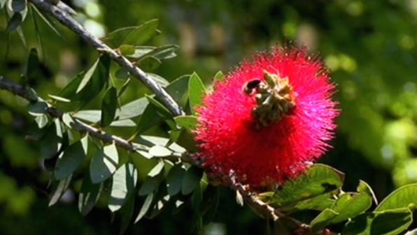 Ecossistemas em Ambiente Urbano