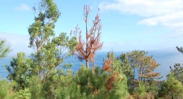 Nemátodo do Pinheiro