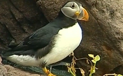 Todos ao Oceanário – Parte I