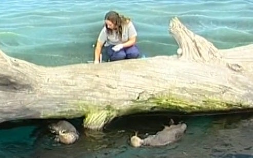 Todos ao Oceanário – Parte III