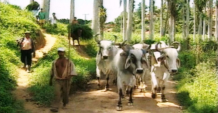 Apresentação da série “Avenida Brasil”