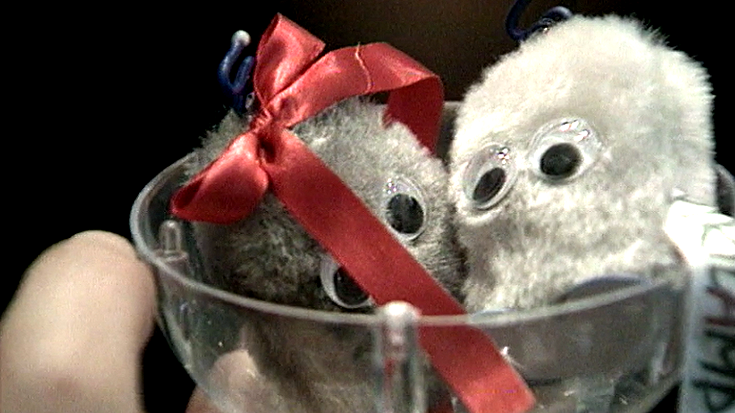 Campanha do Pirilampo Mágico