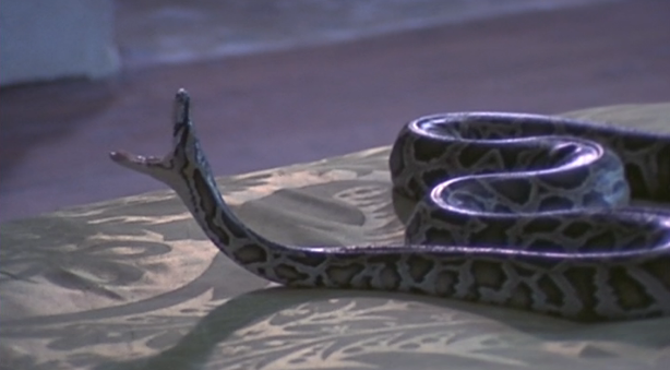 A Bela e a Rosa – Parte II