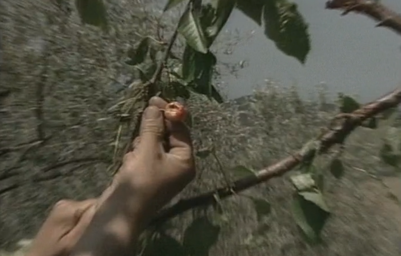 Calamidade na agricultura