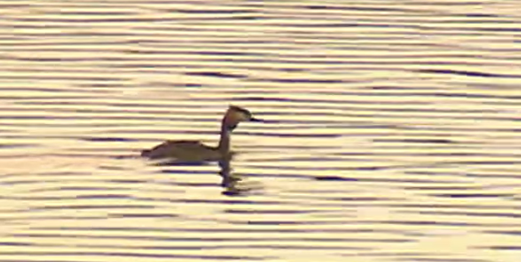Aves na região de Ribacôa