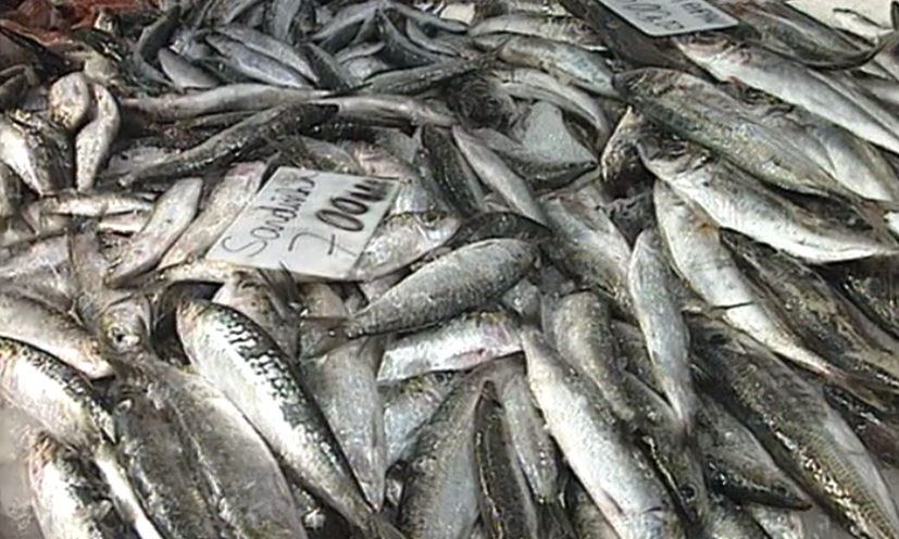 Estudo sobre a sardinha