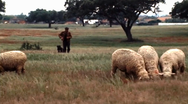 Eu Sou um Bom Pastor