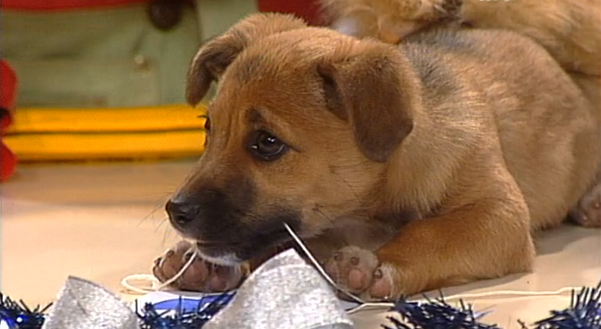 Clube Zip – Parte III