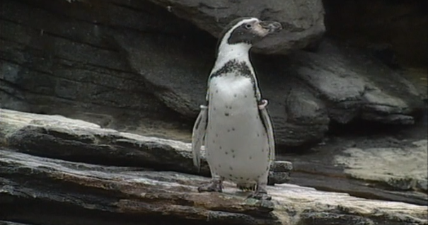 Clube Zip – Parte VI