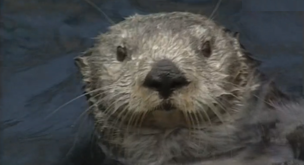 Clube Zip – Parte IV