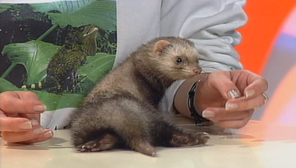 Clube Zip – Parte IV