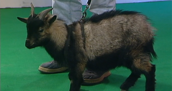 Clube Zip – Parte III