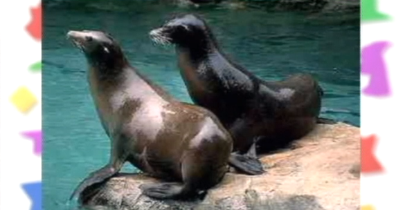 Clube Zip – Parte II