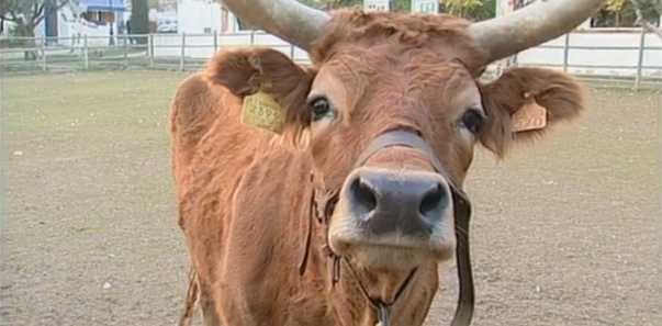 Clube Zip – Parte VI