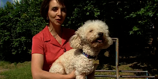 Companhia dos Animais