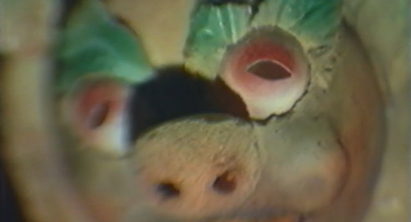 Histórias de Corpo Inteiro