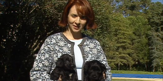 Companhia dos Animais