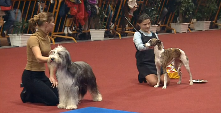 Companhia dos Animais