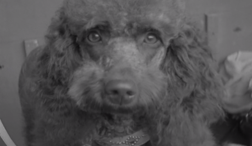 Inauguração da 29ª Exposição Canina Internacional de Lisboa