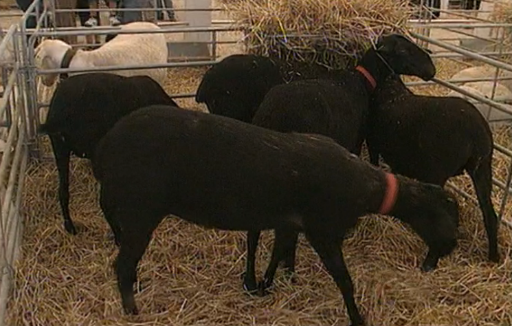 Feira da Agricultura de Santarém