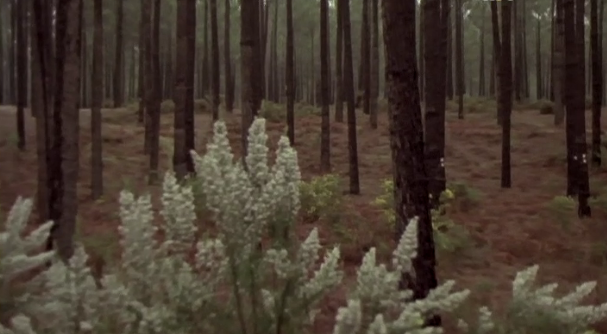 A Floresta e a História