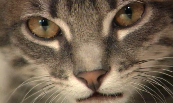 O Planeta Faz de Conta