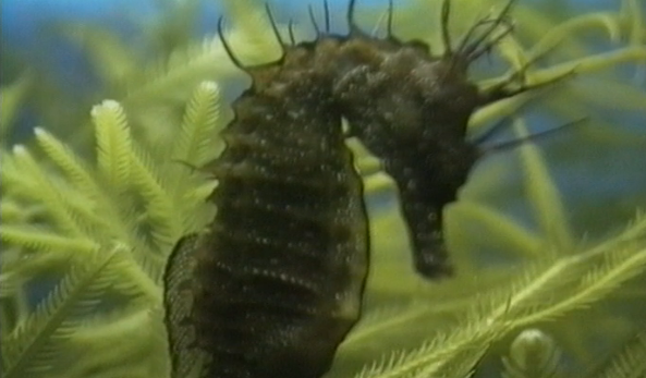 O Planeta Faz de Conta