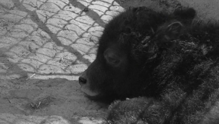 Nascimento de animais Jardim Zoológico