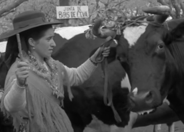 Feira anual de gado em Vila do Conde