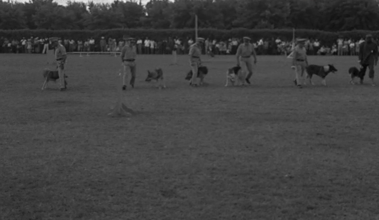 4º Curso de Tratadores de cães-polícias