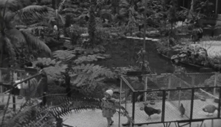 Exposição de aves na Estufa Fria em Lisboa